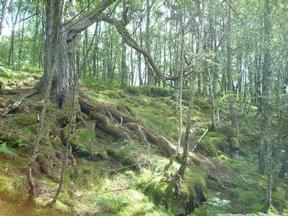 caledonian_woodlands_wt@body2