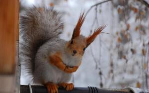 squirrel3456