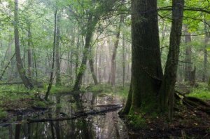11688358-summertime-sunrise-in-wet-deciduous-stand-of-bialowieza-forest-with-old-oak-tree-in-foreground-and-s